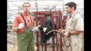 Passing a Stomach Tube to Administer Large Volumes of Fluids to Dairy Cows [upl. by Hanid]