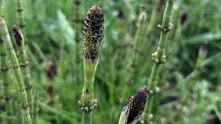 Equisetum Arvense et Palustre  Prêles des champs et des marais [upl. by Ris]