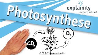 Photosynthese einfach erklärt explainity® Erklärvideo [upl. by Naneik]