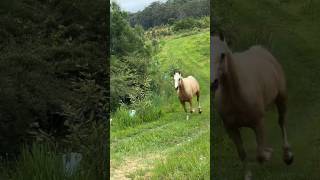 horse خيلالعربيالاصيل funny shorts horses خيل tranding horseracing horsegirl myhorse [upl. by Sisco941]