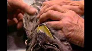 Harrys Practice Surgery  a Tawny Frogmouth [upl. by Akemhs]