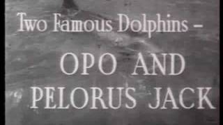 OPO AND PELORUS JACK NEW ZEALAND 1912 amp1956 [upl. by Nere]