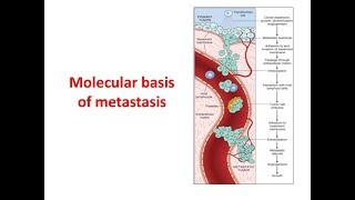 Metastasis Molecular Basis [upl. by Mccourt616]