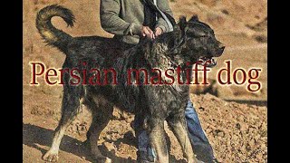 Persian mastiff dog [upl. by Salohcin]