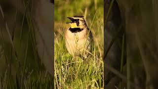 Horned Lark Calling at Sunset ☀️mountains sandiego [upl. by Clotilde]