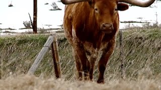 Colorado Rancher Documentary FULL [upl. by Primavera]