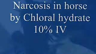 Narcosis of a horse by Chloral hydrate Narcosis en caballo Наркоз в лошади [upl. by Arun]