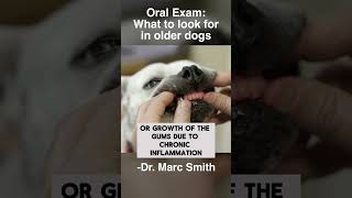 Common Dental Problems in Older Dogs with Marc Smith DVM MS [upl. by Clea]