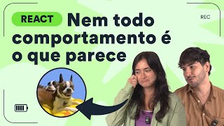 O que é pacing Entenda comportamentos de cachorro no react  Petz TV [upl. by Luca]