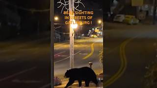 BEAR SIGHTING IN STREETS OF GATLINBURG bears gatlinburg [upl. by Nitsu]