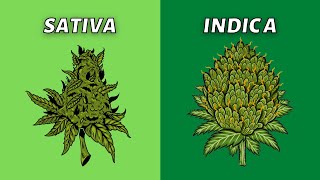 Sativa vs Indica  What’s Better [upl. by Randall]