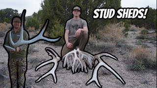 Looking for Nevada Elk Sheds Part 2  Shed Hunting 2024 [upl. by Etnohc]