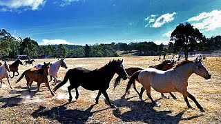 THE BRUMBIES OF THE TINDERRY RANGE • AN AUSTRALIAN STORY [upl. by Cherlyn26]