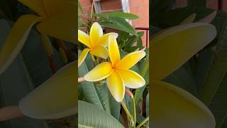 La increíble plumeria Aztec Gold con su característico olor a melocotón 🍑 [upl. by Kaile]