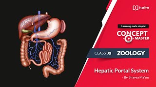 Turito  Concept Master  Grade 11  Zoology  Hepatic Portal System  Bhavya Maam [upl. by Teloiv]