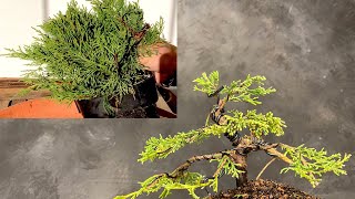 How to Create a Juniper bonsai from a nursery plant Guide for beginners to Form a bonsaitree [upl. by Oivat]