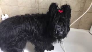 How to Bathe a Briard in 13 Easy Steps [upl. by Hurley]