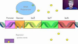 Gene Regulation [upl. by Tony]