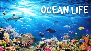 Ocean Life Documentary Unveiling the Mysteries Beneath the Waves [upl. by Llerreg]