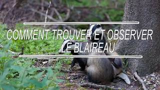 COMMENT TROUVER ET OBSERVER LE BLAIREAU [upl. by Eimarej435]