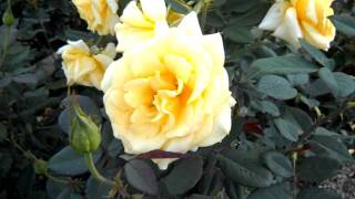 Welcome Home Hybrid Tea Rose [upl. by Ardnos]