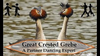 The Great Crested Grebe Podiceps cristatus  A Romantic Pair Dancer [upl. by Horace545]