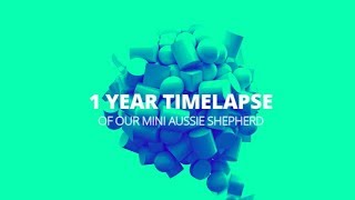 ★ 1 YEAR TIMELAPSE OF OUR MINI AUSSIE SHEPHERD ★ [upl. by Gannie402]