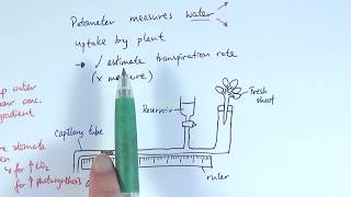 uptake of water And Minerals By plants  Class 11 Biology [upl. by Naira]