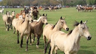 Exitosa jineteada y tropillas entabladas en el Parque Criollo [upl. by Huntlee719]