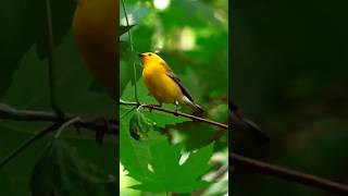 Prothonotary Warbler she is Tenacious  La Paruline Orangée est Tenace shorts short shortvideo [upl. by Ethyl584]