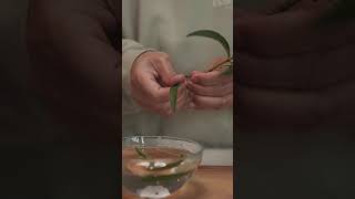 Making verbena tea from my home plant [upl. by Morven]