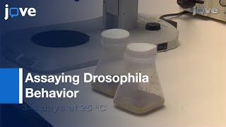 Methods To Assay Drosophila Behavior l Protocol Preview [upl. by Slifka]