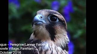 PeregrineLanner Falcon Lure Training  Urban Wings  UK [upl. by Adnala]