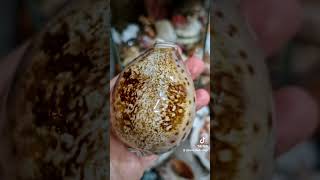 Unique and collectable Cypraea Valentia 🤩💎cypraeavalentia unique collectibles gem rarefinds [upl. by Berck12]