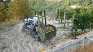 Vendemmia Visconti Diego Bubbio AT Moscato d Asti 2016 [upl. by Rico]