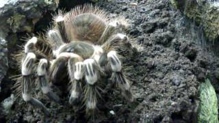 Acanthoscurria geniculata beim Terrarien Umbau [upl. by Haywood906]