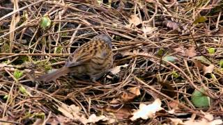 Dunnock Prunella modularis  Heckenbraunelle 02 [upl. by Ahseihs]