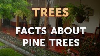 Facts About Pine Trees [upl. by Mastrianni880]