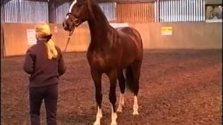 Keystone Rhondeo  Stallion Grading 2004 [upl. by Einnok]