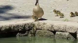 9 Mallard ducklings [upl. by Dahsra]