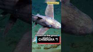 Chimaera  The Terrifying Ghost Shark  NaturesEye11 shorts creaturesfacts [upl. by Kenimod]