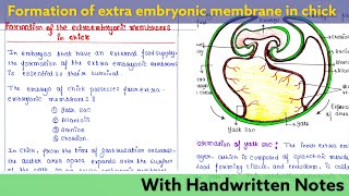 Formation of extra embryonic membrane in Chick  Developmental Biology Lecture [upl. by Annaerda]