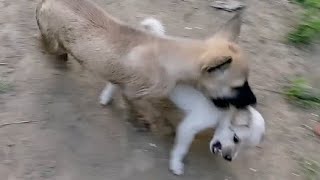 Cute Puppy Got Bullied  Puppy Fight [upl. by Oicnaneb]