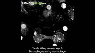 Label free Live Cell Imaging T cells killing macrophage amp macrophages eating macrophage [upl. by Siekram]