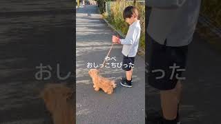 大型犬の鳴き声にビビってオシッコ漏らす💦トイプードル トイプードル [upl. by Haven]