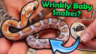 Baby Scaleless Rat Snakes Hatching [upl. by Egbert]