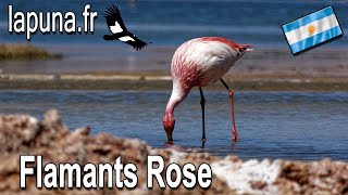 Flamants Rose en plein vol sur les haut plateaux argentin dans la province de Jujuy [upl. by Oinafipe]