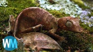 Top 10 Animals With Amazing Camouflage [upl. by Acimehs]