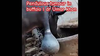 Pendulous tumour in buffalo l dr Umar khan [upl. by Venu]