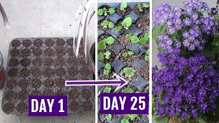 Learn How to Grow Cineraria from Seed Perfectly [upl. by Nirok]